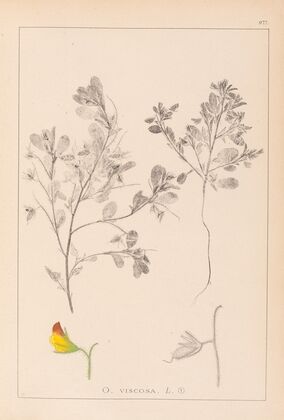 Herbier de la flore française Pl.0216