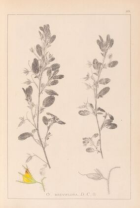 Herbier de la flore française Pl.0217