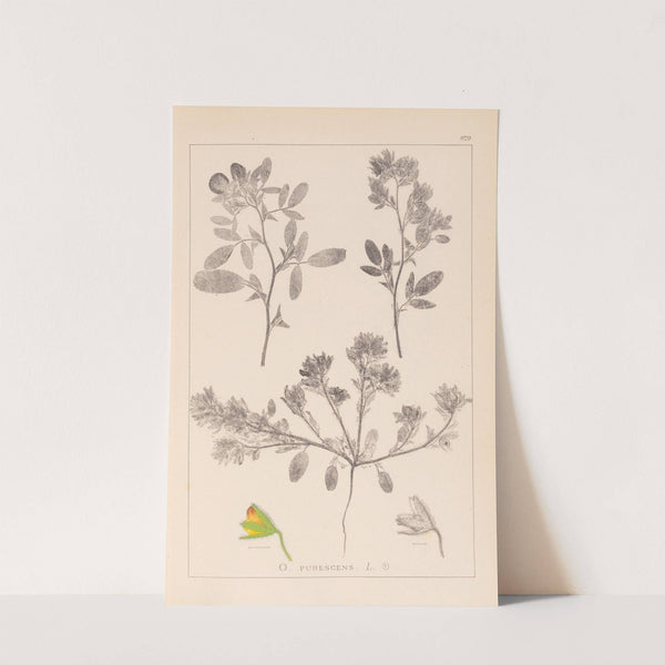 Herbier de la flore française Pl.0218 by Louis Antoine Cusin