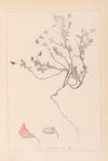 Herbier de la flore française Pl.0219