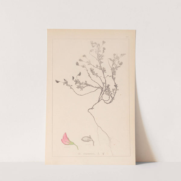 Herbier de la flore française Pl.0219 by Louis Antoine Cusin