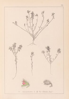 Herbier de la flore française Pl.0221