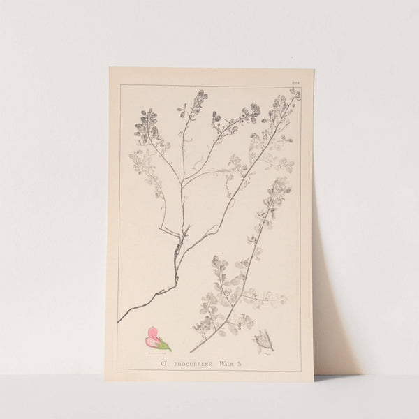 Herbier de la flore française Pl.0225 by Louis Antoine Cusin