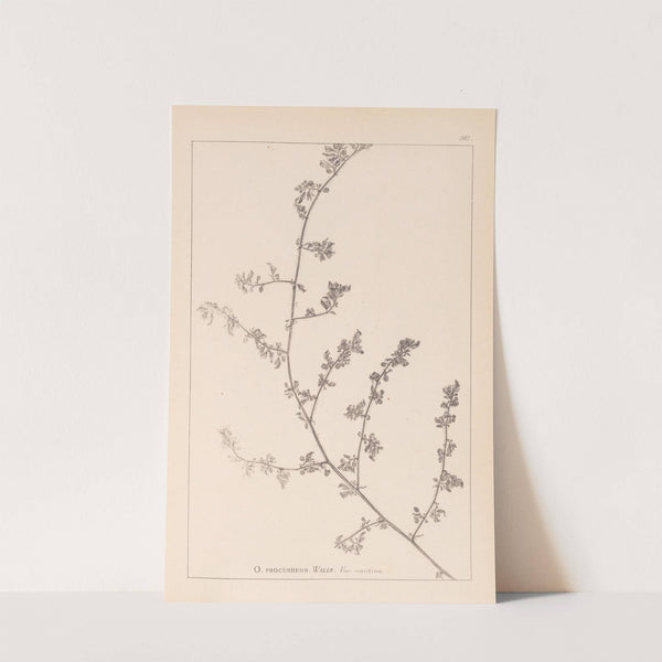 Herbier de la flore française Pl.0226 by Louis Antoine Cusin