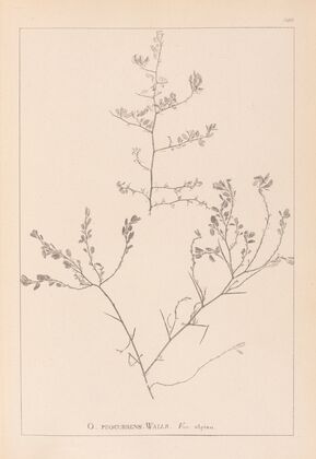 Herbier de la flore française Pl.0227