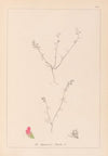 Herbier de la flore française Pl.0228