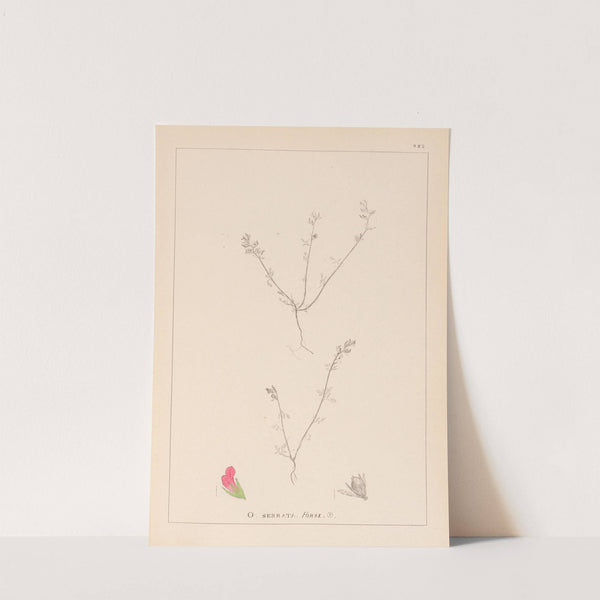 Herbier de la flore française Pl.0228 by Louis Antoine Cusin