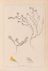 Herbier de la flore française Pl.0229