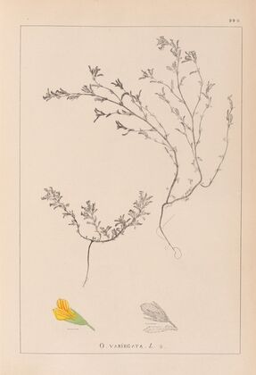 Herbier de la flore française Pl.0229
