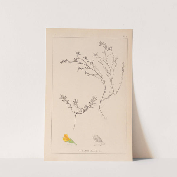 Herbier de la flore française Pl.0229 by Louis Antoine Cusin