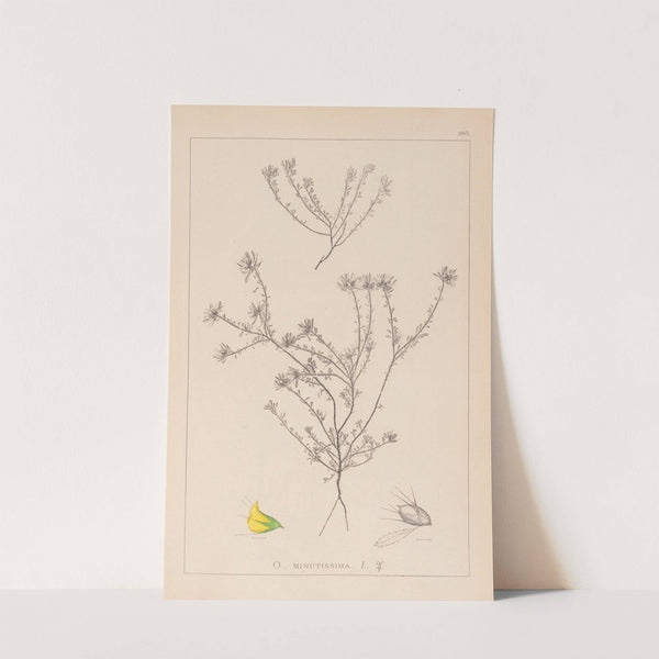 Herbier de la flore française Pl.0232 by Louis Antoine Cusin