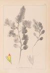 Herbier de la flore française Pl.0234