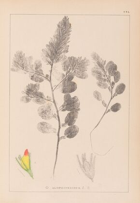 Herbier de la flore française Pl.0234