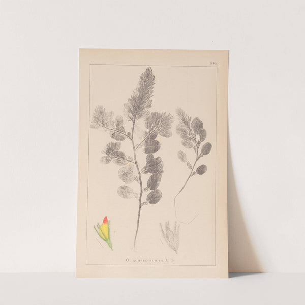 Herbier de la flore française Pl.0234 by Louis Antoine Cusin