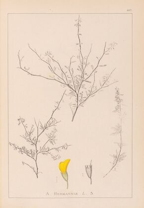 Herbier de la flore française Pl.0236