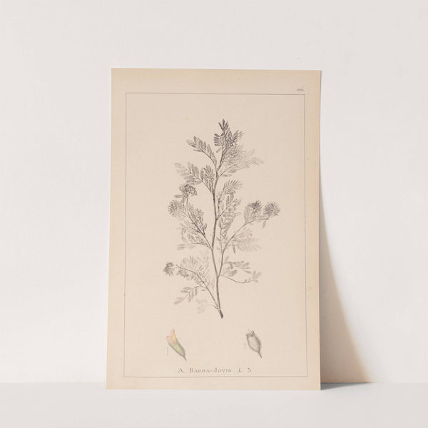 Herbier de la flore française Pl.0237 by Louis Antoine Cusin
