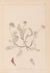 Herbier de la flore française Pl.0238