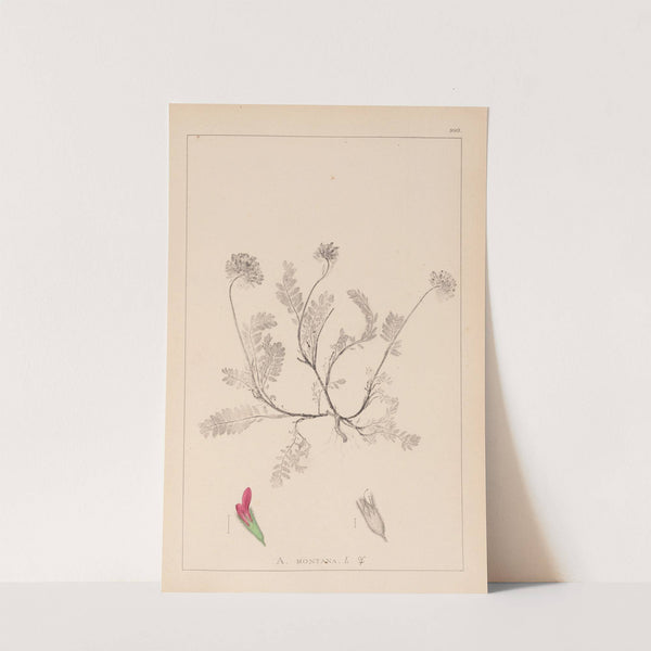 Herbier de la flore française Pl.0238 by Louis Antoine Cusin