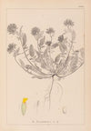 Herbier de la flore française Pl.0239