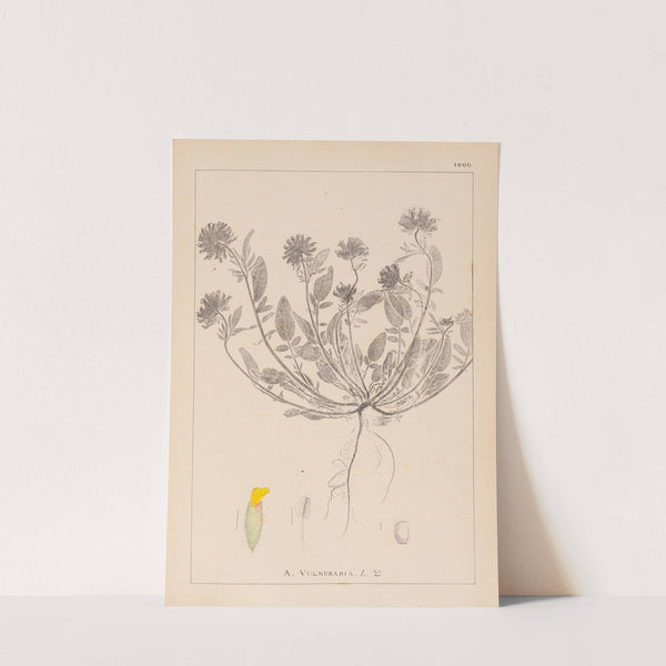 Herbier de la flore française Pl.0239 by Louis Antoine Cusin