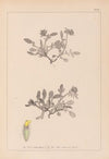 Herbier de la flore française Pl.0242