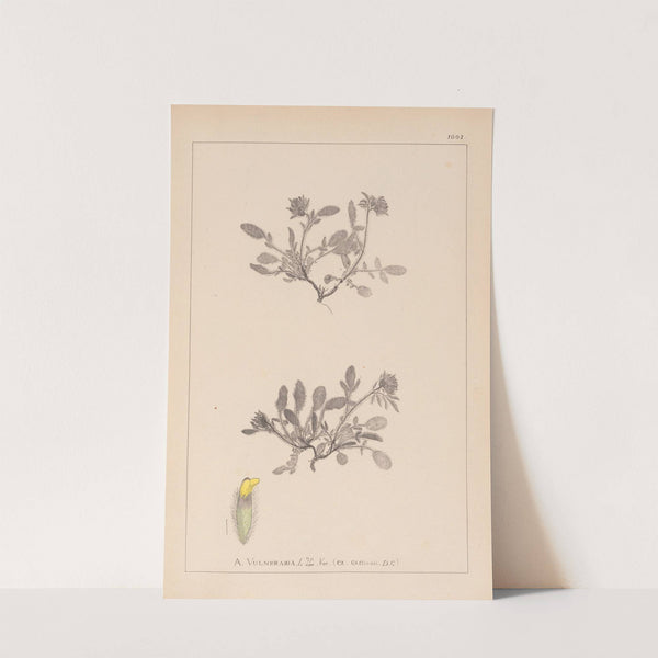 Herbier de la flore française Pl.0242 by Louis Antoine Cusin