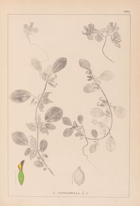 Herbier de la flore française Pl.0243