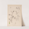 Herbier de la flore française Pl.0243 by Louis Antoine Cusin