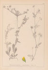 Herbier de la flore française Pl.0244