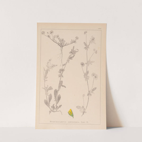 Herbier de la flore française Pl.0244 by Louis Antoine Cusin