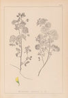 Herbier de la flore française Pl.0245