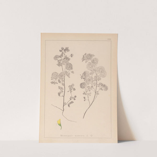 Herbier de la flore française Pl.0245 by Louis Antoine Cusin