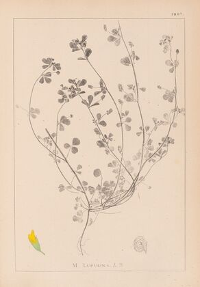 Herbier de la flore française Pl.0246