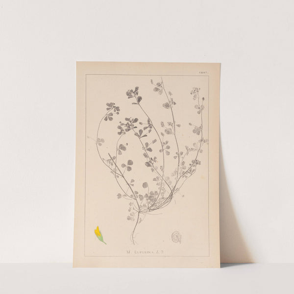 Herbier de la flore française Pl.0246 by Louis Antoine Cusin