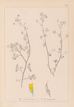 Herbier de la flore française Pl.0248