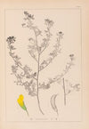 Herbier de la flore française Pl.0249