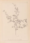Herbier de la flore française Pl.0250