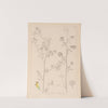 Herbier de la flore française Pl.0251 by Louis Antoine Cusin