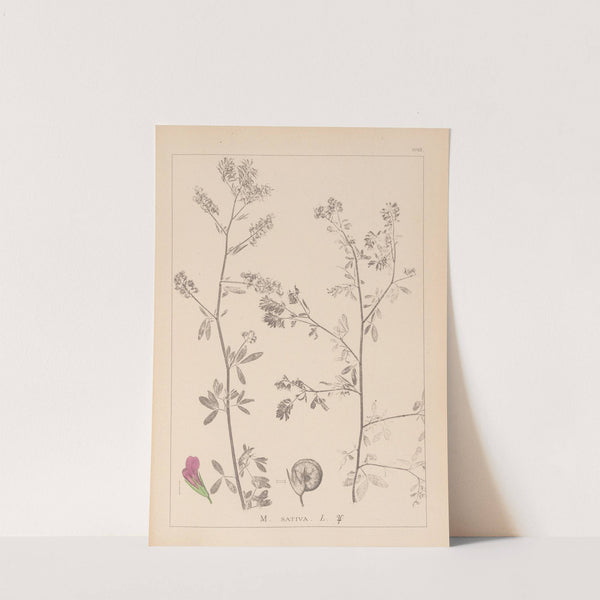 Herbier de la flore française Pl.0252 by Louis Antoine Cusin