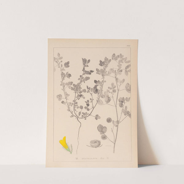 Herbier de la flore française Pl.0254 by Louis Antoine Cusin