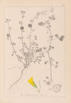 Herbier de la flore française Pl.0255