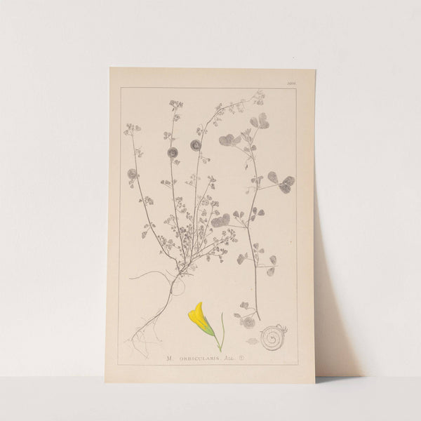 Herbier de la flore française Pl.0255 by Louis Antoine Cusin