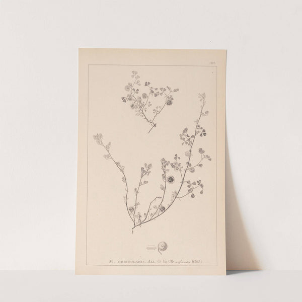 Herbier de la flore française Pl.0256 by Louis Antoine Cusin