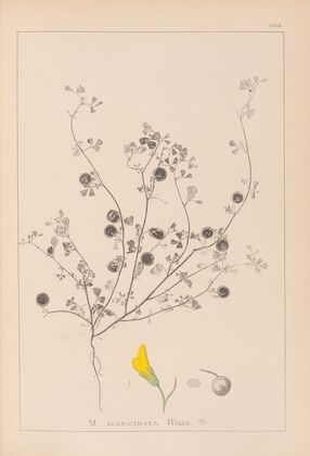 Herbier de la flore française Pl.0257