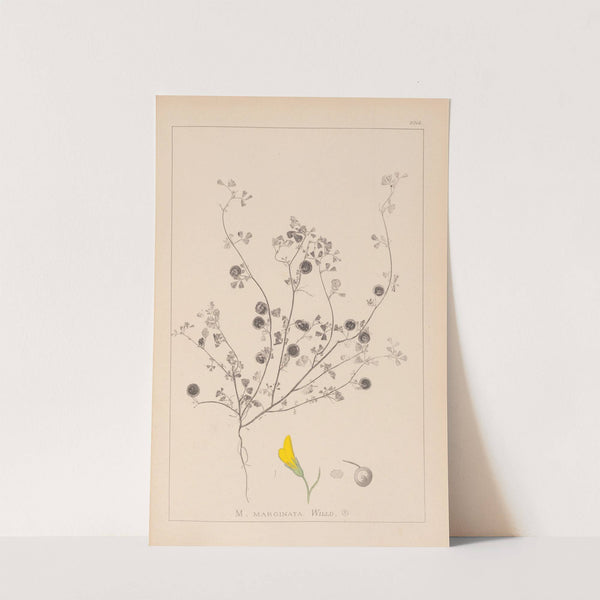 Herbier de la flore française Pl.0257 by Louis Antoine Cusin