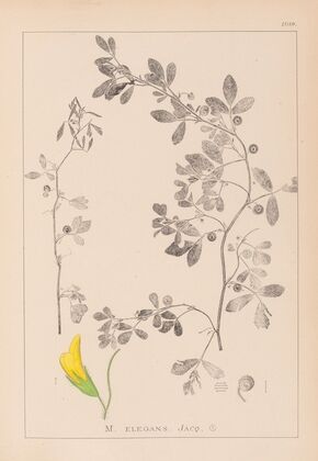 Herbier de la flore française Pl.0258