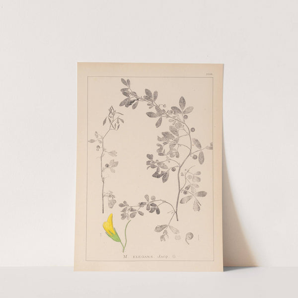 Herbier de la flore française Pl.0258 by Louis Antoine Cusin