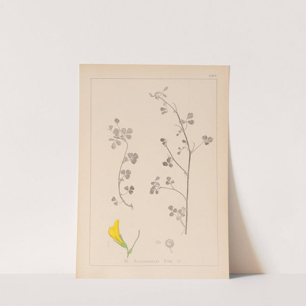 Herbier de la flore française Pl.0259 by Louis Antoine Cusin