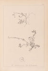 Herbier de la flore française Pl.0261