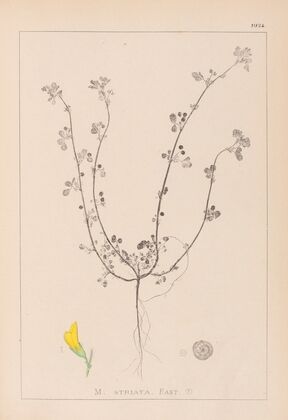 Herbier de la flore française Pl.0263